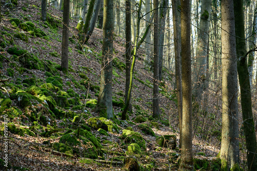 Trees and mossy stones in a bare forest