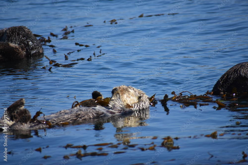 Fototapeta premium Sea Otters In Morro Bay California
