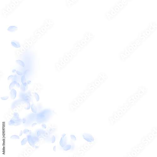 Light blue flower petals falling down. Amazing rom