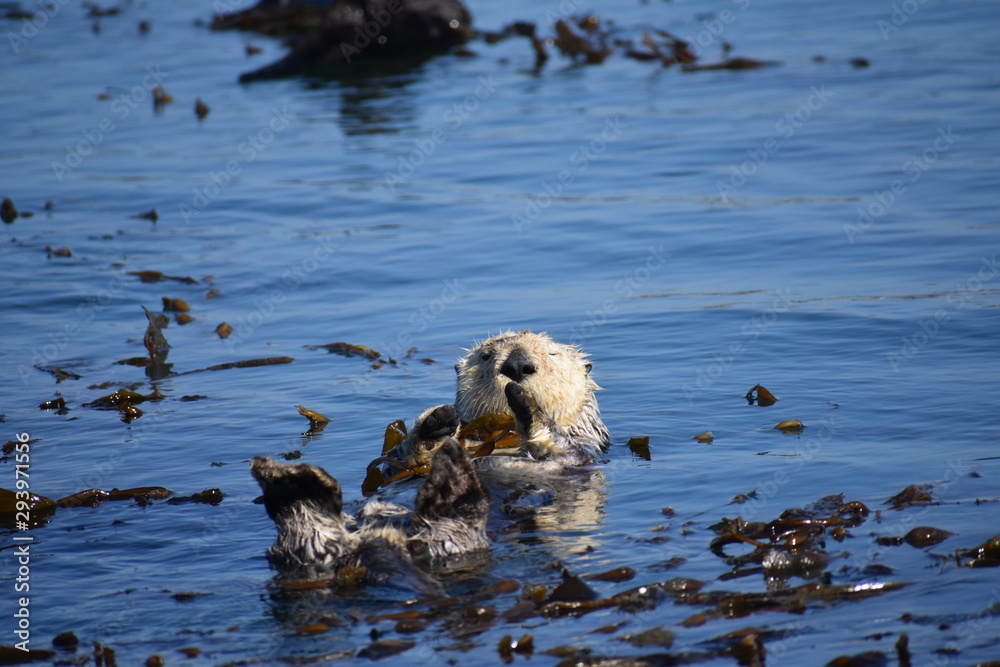 Sea Otters In Morro Bay California