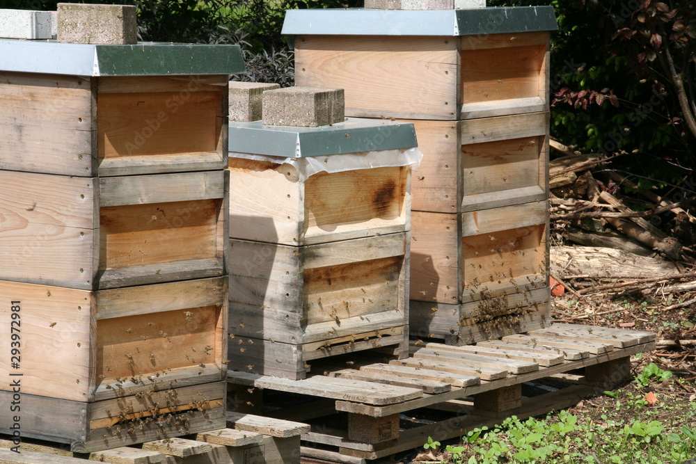 Bienenstöcke im Frühjahr