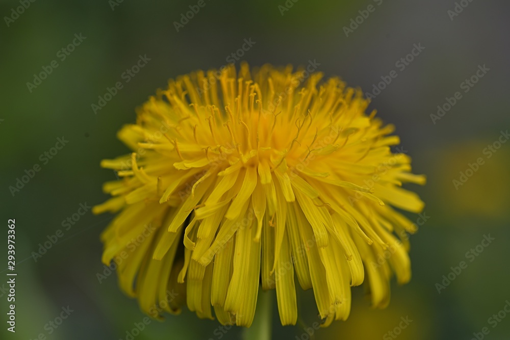 yellow dandelion yellow dandelion