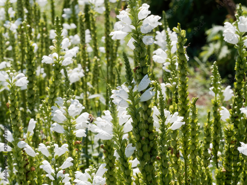 Physostegia virginiana Hampes florales de physostégie de Virginie à