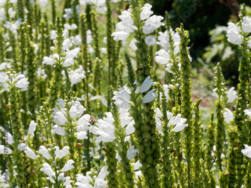 Physostegia virginiana | Hampes florales de physostégie de Virginie à inflorescence blanc neige