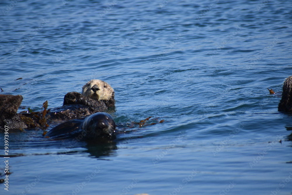 Fototapeta premium Sea Otters In Morro Bay California