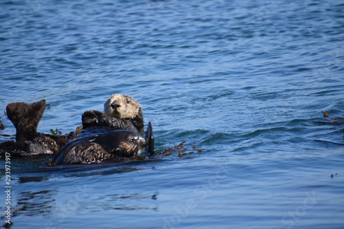 Sea Otters In Morro Bay California