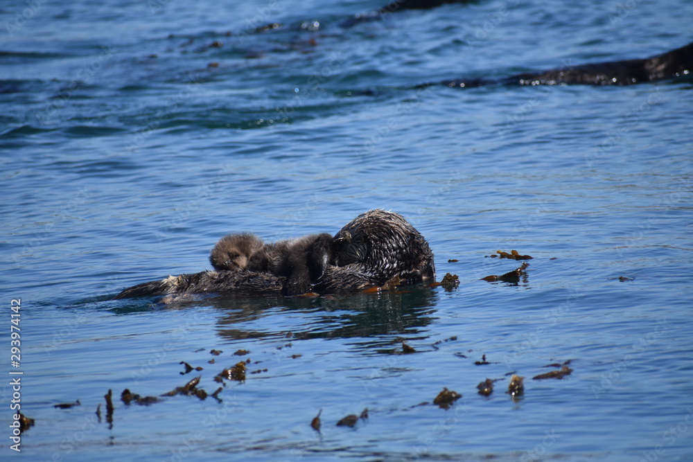 Fototapeta premium Sea Otters In Morro Bay California