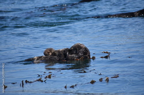 Sea Otters In Morro Bay California © william