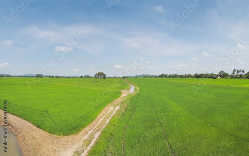 view above patch way around with green rice paddy fields plantation with cloudy sky background, Ban Pae village, Ban Pong District, Ratchaburi, west of Thailand.