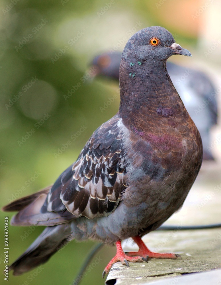 City pigeon dove bird on the windowsill near window with blurred background City pigeon dove bird on the windowsill near window with blurred background
