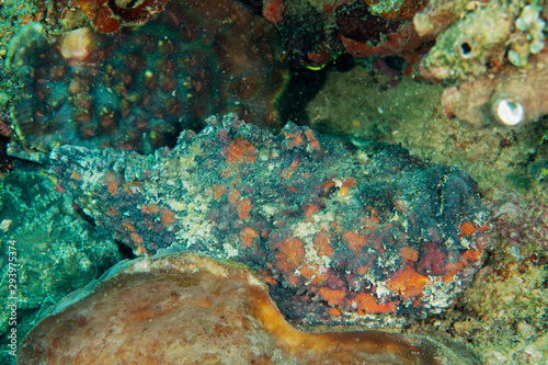 Reef stonefish  Synanceia verrucosa  Sulawesi Indonesia.