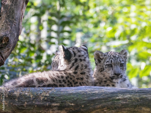Fototapeta Naklejka Na Ścianę i Meble -  cute playful baby kitten of cat Snow Leopard, Irbis, Uncia Unca, eautiful wild cat