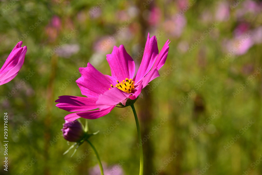 Fototapeta premium 秋桜