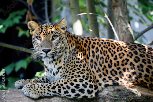 Sri Lanka, Ceylon Leopard, Panthera pardus kotiya on tree. Leopard is listed as Endangered on the IUCN Red List. Wild cat © ArtushFoto