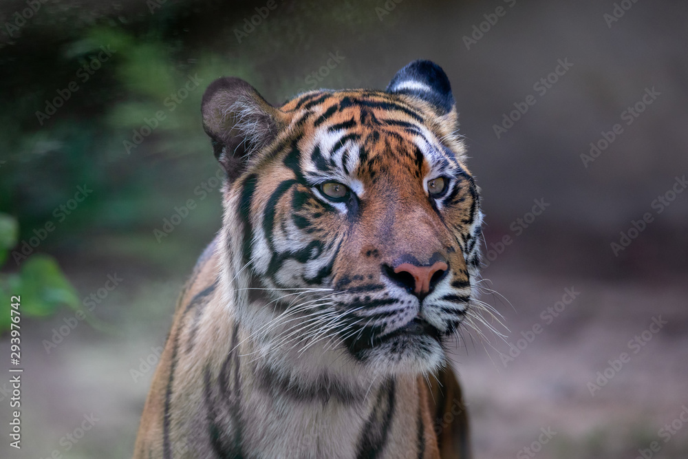 Sumatran tiger, Panthera tigris sumatrae, rare tiger subspecies that inhabits the Indonesian island of Sumatra. IndonesiA wILDLIFE