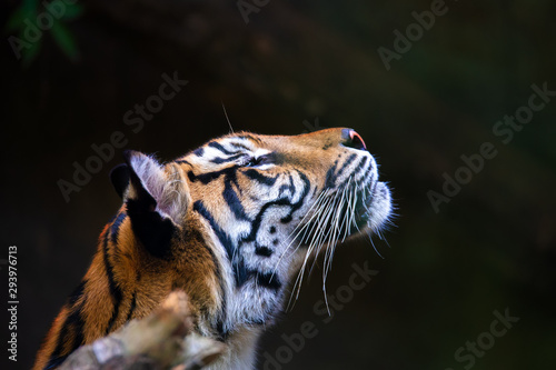 Sumatran tiger, Panthera tigris sumatrae, rare tiger subspecies that inhabits the Indonesian island of Sumatra. IndonesiA wILDLIFE