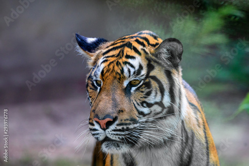 Sumatran tiger  Panthera tigris sumatrae  rare tiger subspecies that inhabits the Indonesian island of Sumatra. IndonesiA wILDLIFE