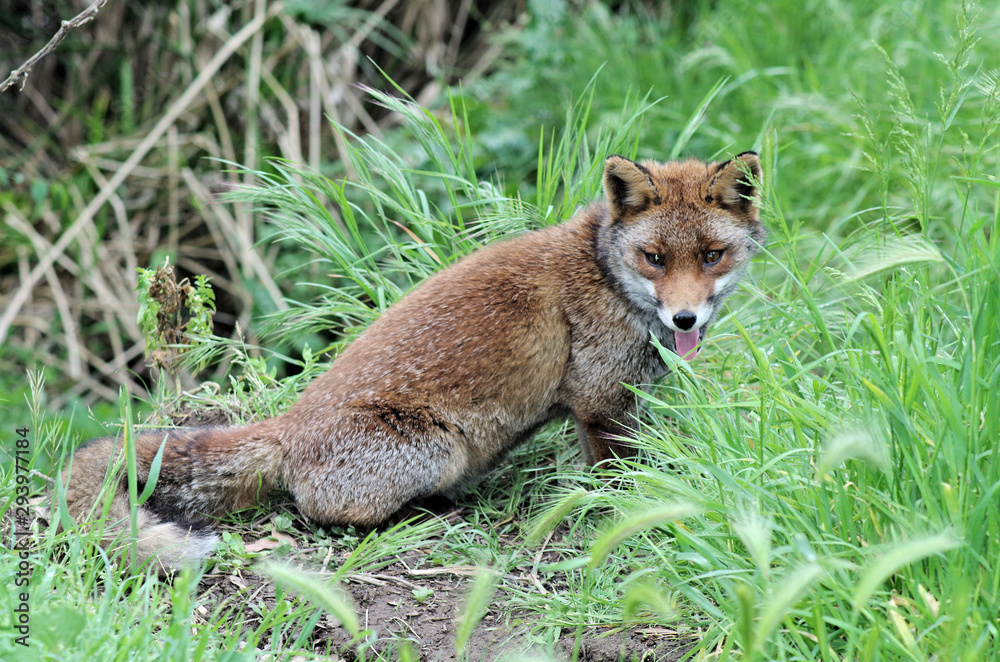Fototapeta premium brown fox in the wild