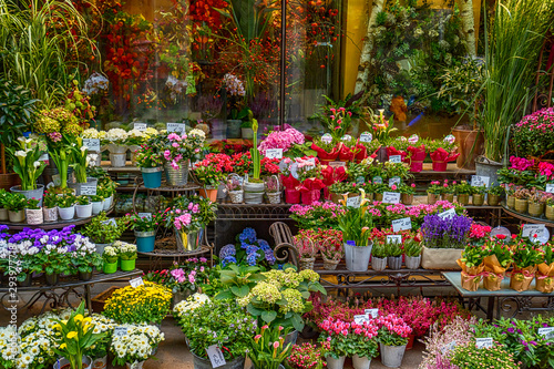 Fotografia colorful flowers in the flower shop