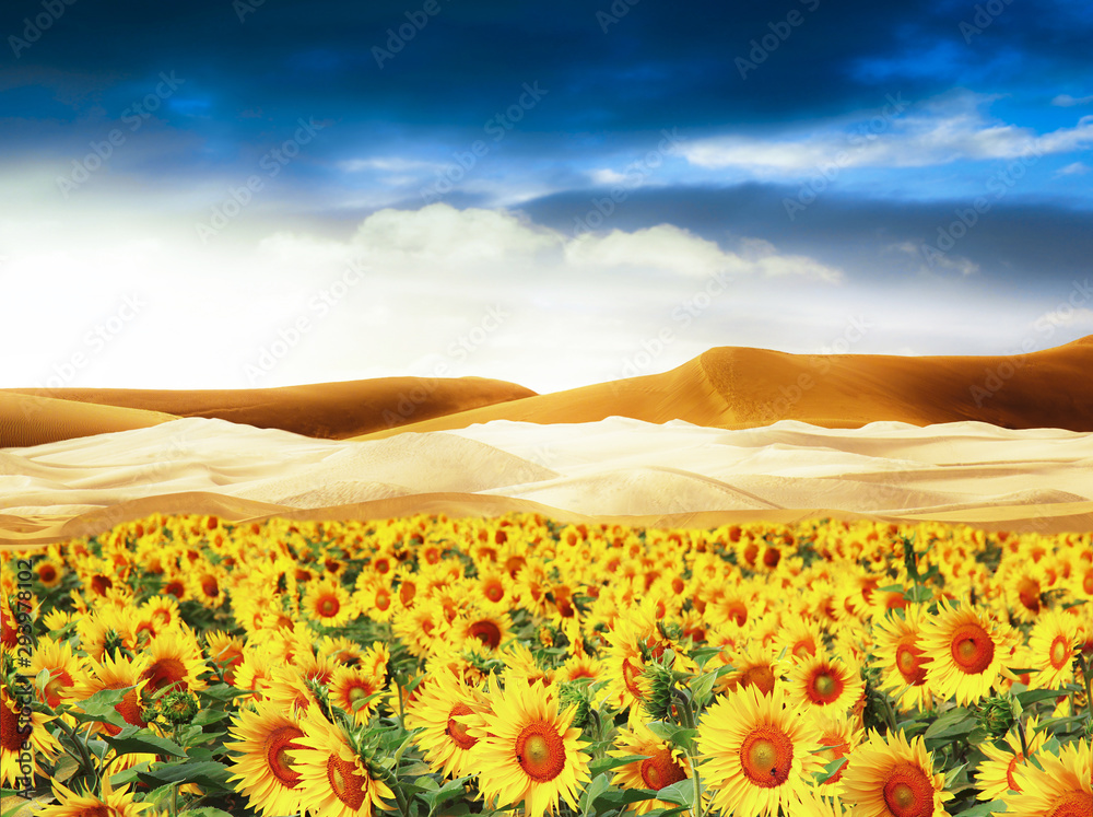 sunflowers field in the desert