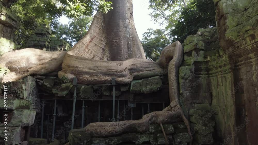 Impressive Roots Tree over temple ruins in Ta Prohm, Angkor Wat complex. Bayan supported by frameworks. Impressive Roots Tree over temple ruins in Ta Prohm, Angkor Wat complex. Bayan supported by frameworks.