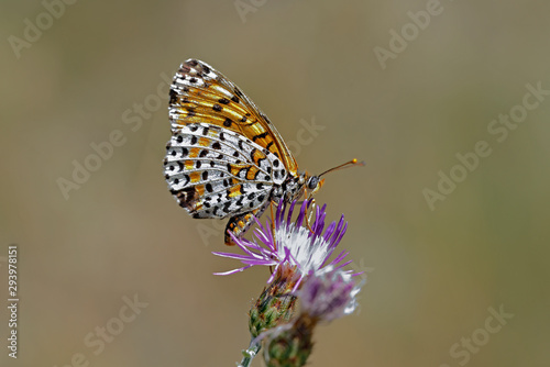 Melitaea didyma, the spotted fritillary or red-band fritillary, is a butterfly of the family Nymphalidae, Greece © ASakoulis