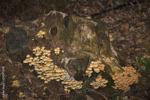 Funghi del Piemonte