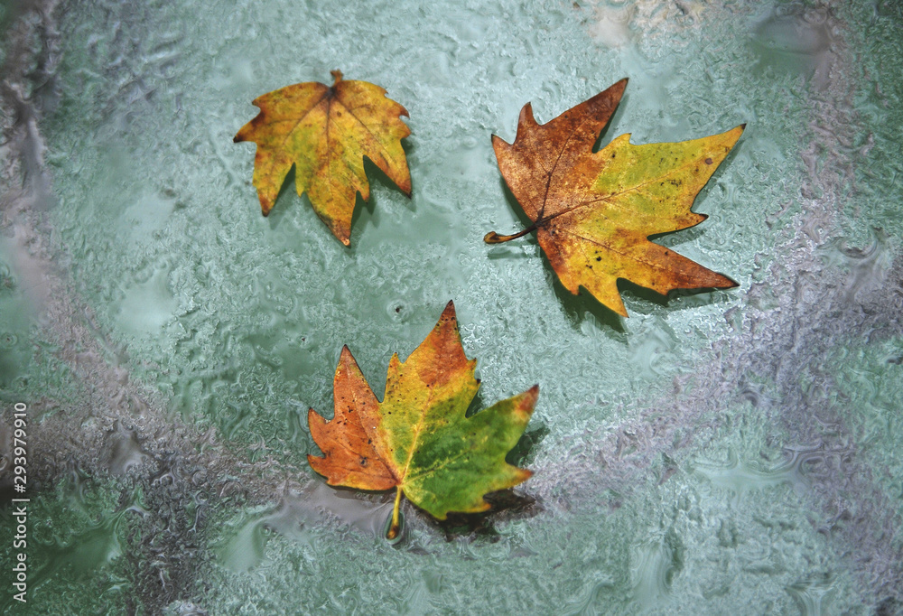 Autumn leaves on glass table.