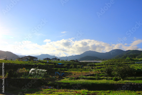 Vineyard landscape at "Kyoho Hill" in Yamanashi, Japan