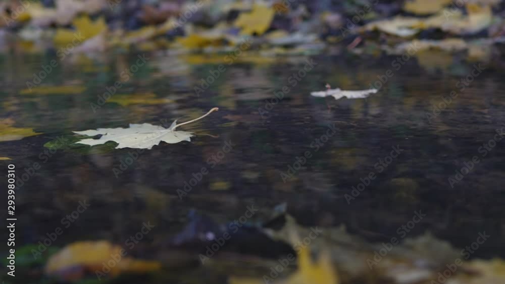 Autumn Forest Stream With Fallen Yellow Leaves. Autumn Forest Stream With Fallen Yellow Leaves.