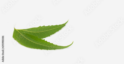 Medicinal Neem Leaves on a white background © Ashvinth