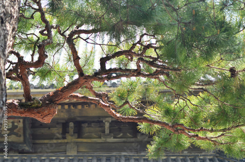 The branches and leaves of a Japanese pine tree frame the photograph. In the background is the stone and wood exterior of a temple.