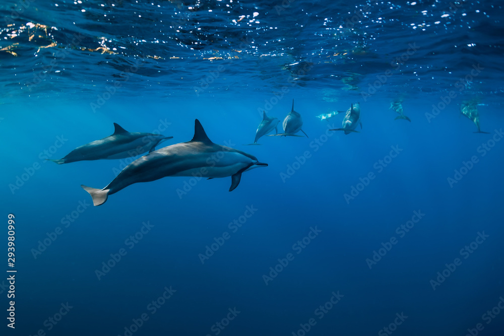 Fototapeta premium Spinner dolphins underwater in Indian ocean