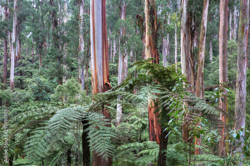 Tree ferns and tall mountain ash trees dominate the landscape of Sherbrooke Forest in the Dandenong Ranges near Melbourne, Australia. photo