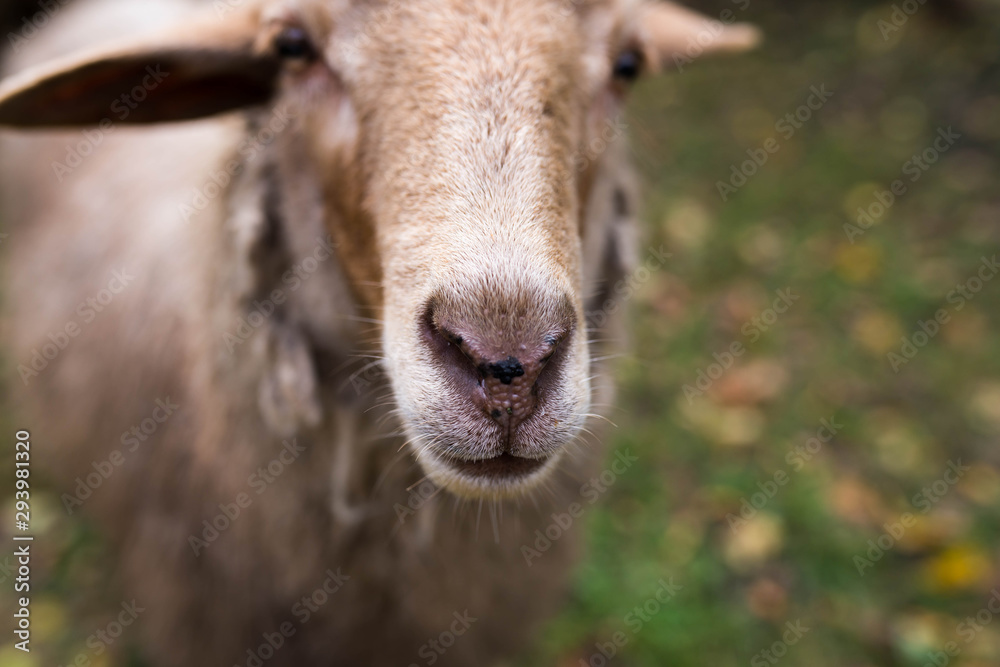 Fototapeta premium Curious young sheep looking in to the camera, shallow depth of field, focus on the sheep's nose.