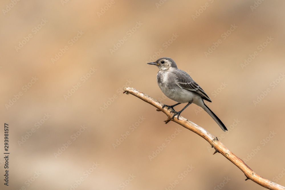 Beautiful nature scene with white wagtail (Motacilla alba). Wildlife shot of white wagtail (Motacilla alba) on branch. White wagtail (Motacilla alba) in the nature habitat. Beautiful nature scene with white wagtail (Motacilla alba). Wildlife shot of white wagtail (Motacilla alba) on branch. White wagtail (Motacilla alba) in the nature habitat.