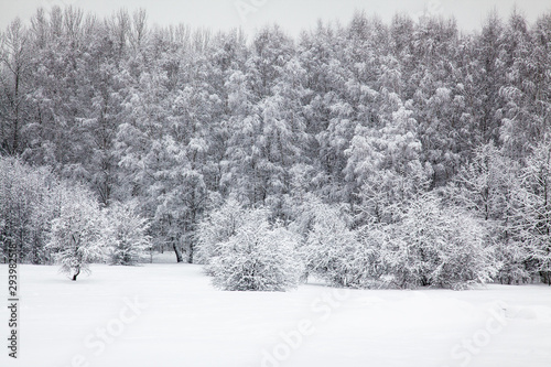 Forest and field covered with a thick layer of snow. White winter background.