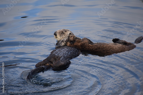 Sea Otter Floating in Morro Bay with Baby sea otter © william