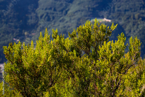  Foliage