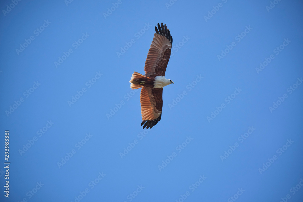 Obraz premium Brahmany kite in flight in Australia