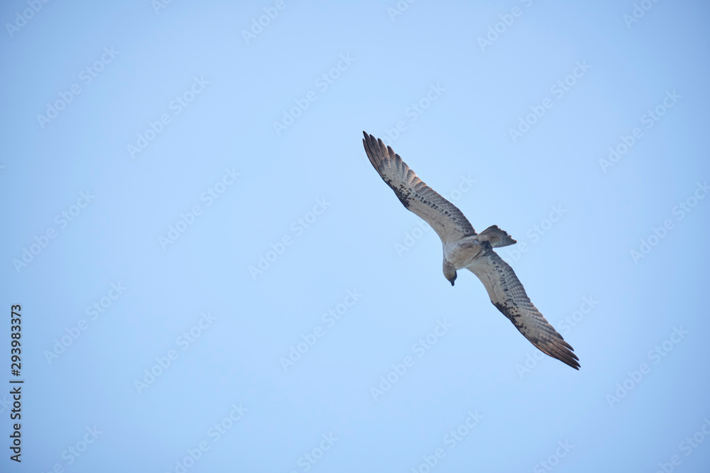 Large Osprey on the hunt for fish to eat Large Osprey on the hunt for fish to eat