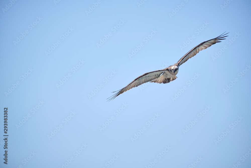 Large Osprey on the hunt for fish to eat Large Osprey on the hunt for fish to eat