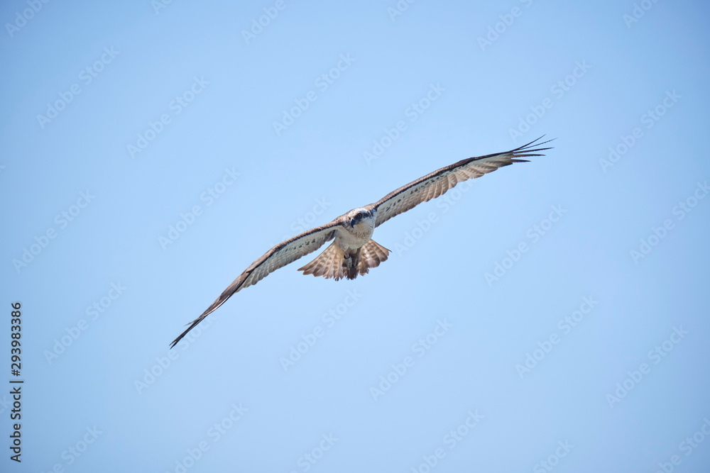 Large Osprey on the hunt for fish to eat Large Osprey on the hunt for fish to eat