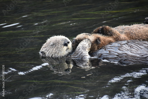 Sea Otter Floating in Morro Bay with Baby sea otter © william