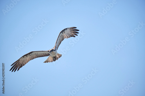 Large Osprey on the hunt for fish to eat  © Orion Media Group