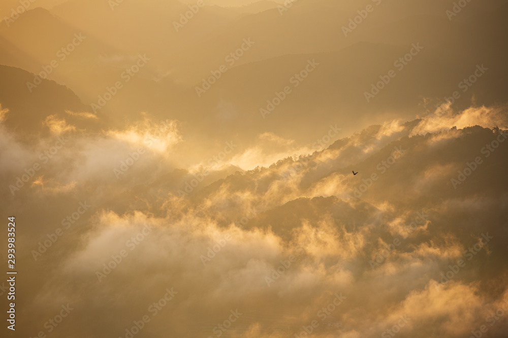 雲海の上空を飛ぶ鳥