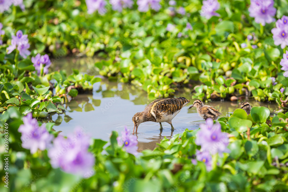 Obraz premium タニシを捕食するタマシギ