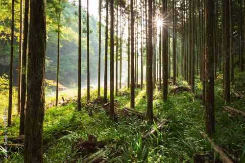 林に差し込む朝日
