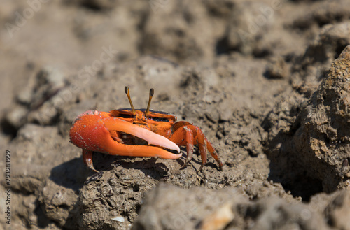 The Flame-backed Fiddler Crab, or Uca flammula, also called the Darwin red-legs near burrow in mudflat
