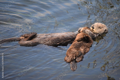 Sea Otter Floating in Morro Bay with Baby sea otter